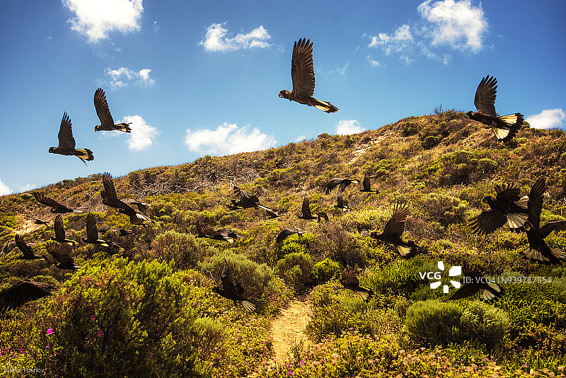 西澳大利亚玛格丽特河地区的黑色凤头鹦鹉图片素材
