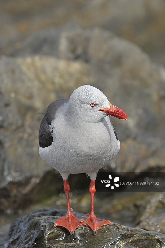 南美洲阿根廷火地岛乌斯怀亚的海鸥图片素材