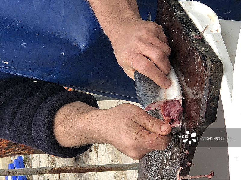 处理鱼图片素材