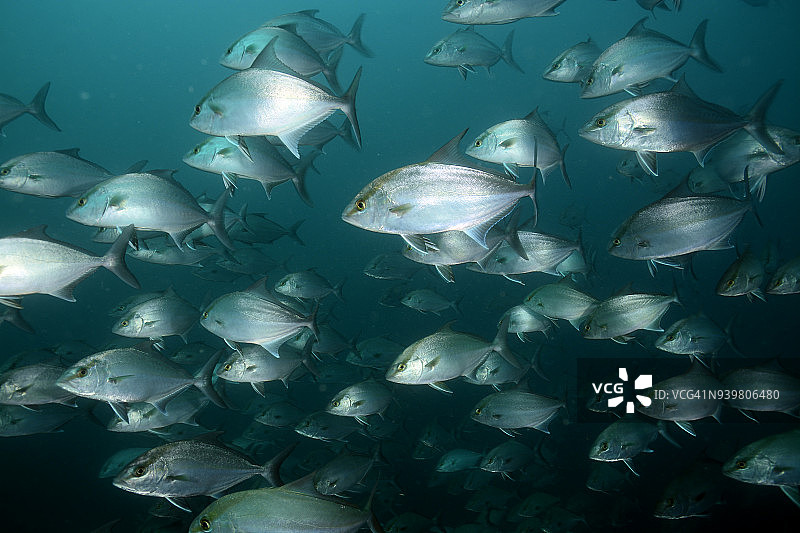 长鳍鰤图片素材