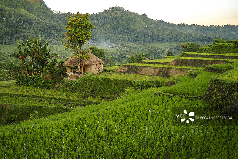 巴厘岛广阔稻田的日出图片素材
