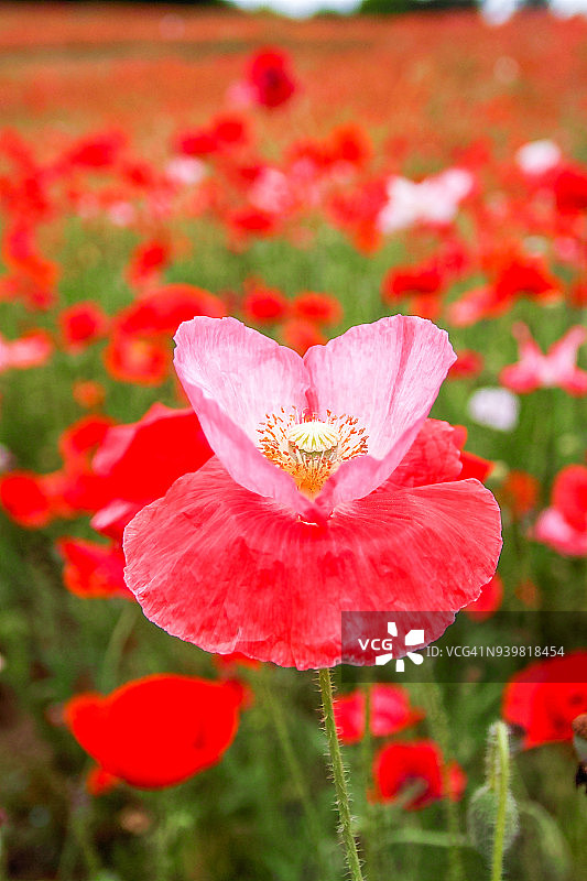雪莉罂粟花图片素材