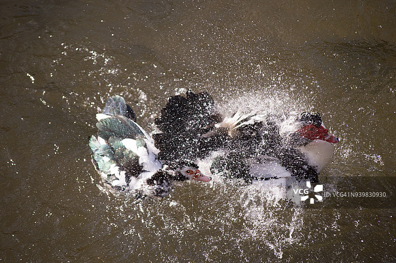 一对鸭子在沐浴图片素材