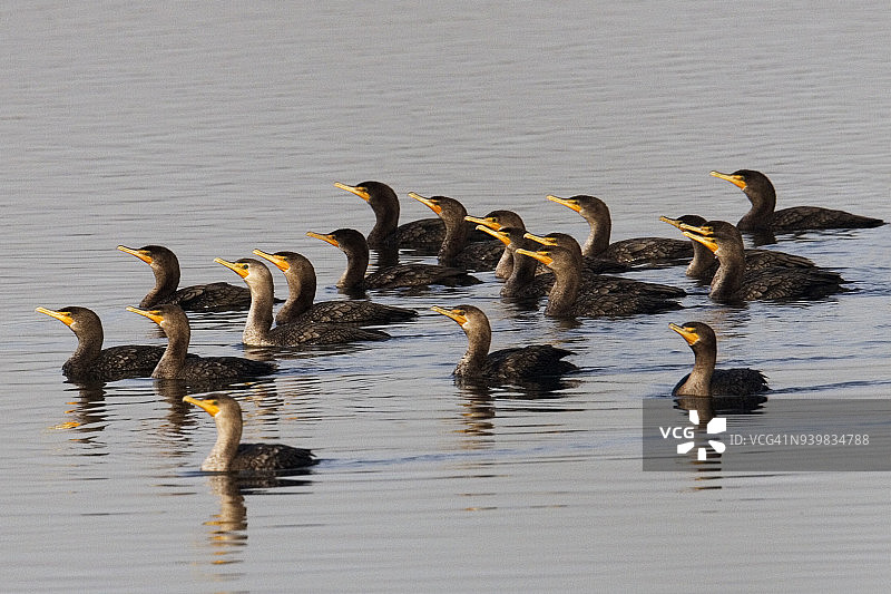 鸬鹚群图片素材