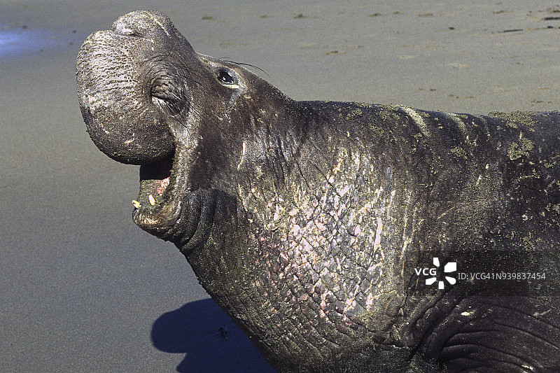 北方象海豹雄性的特写图片素材