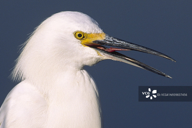 雪鹭特写，露出舌头图片素材