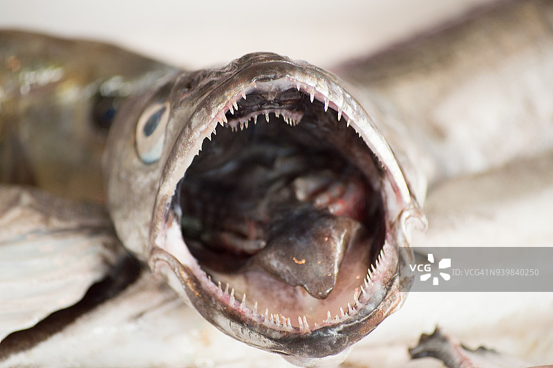 市场上新鲜鱼类促销图片素材