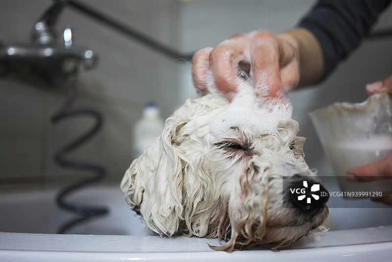 给狗狗洗澡图片素材