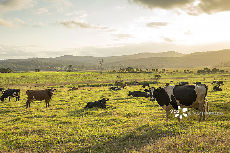 奶牛图片素材