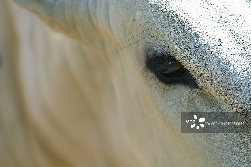 内洛尔牛眼特写图片素材