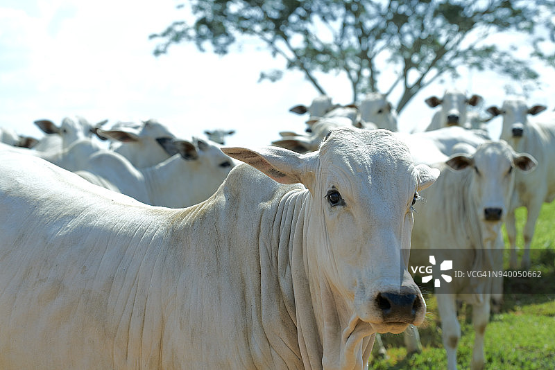 田野里的一群内洛尔牛图片素材