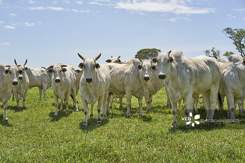 田野里看着镜头的内洛尔牛群图片素材