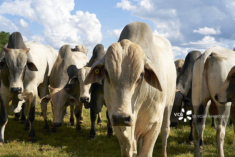 在田野里看着镜头的内洛尔小牛图片素材