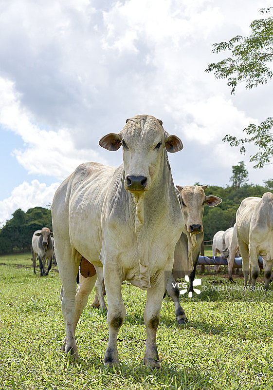 田野里的年轻内洛尔公牛图片素材