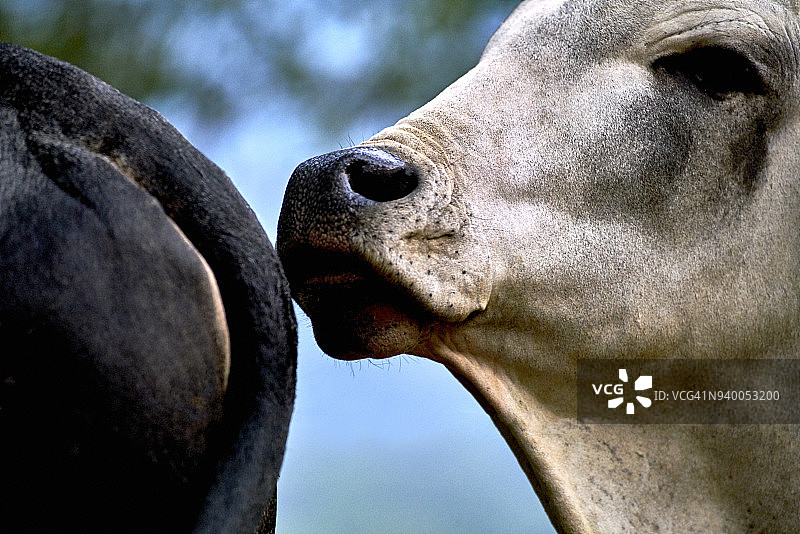 年轻的内洛尔公牛嗅闻发情母牛特写图片素材