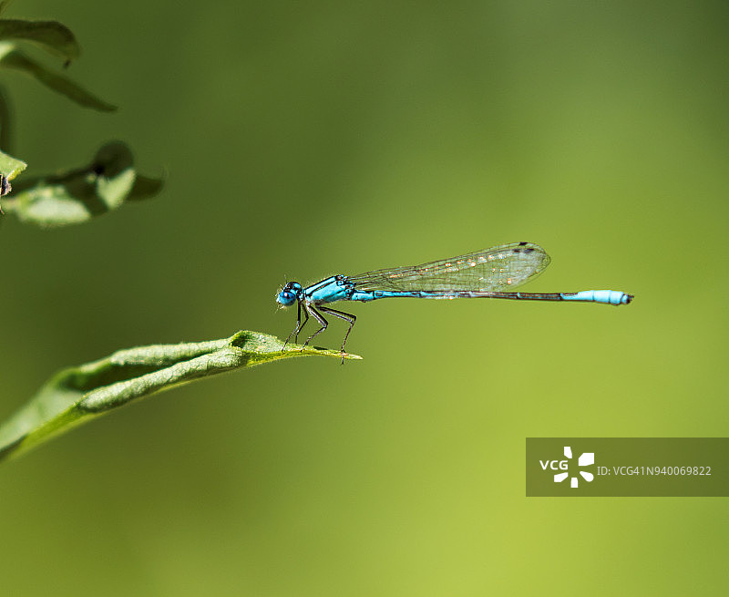 蓝塘蜻蜓栖息在树叶上图片素材