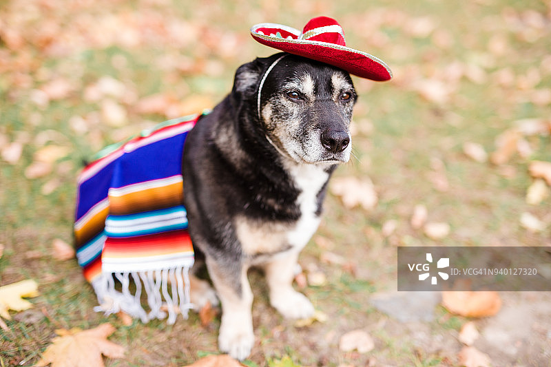 五月五日节小狗图片素材