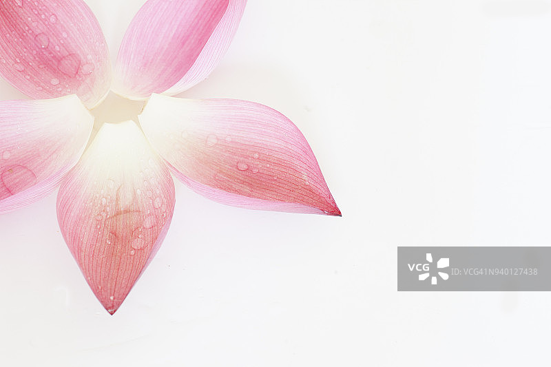 白色背景上的莲花花瓣图片素材