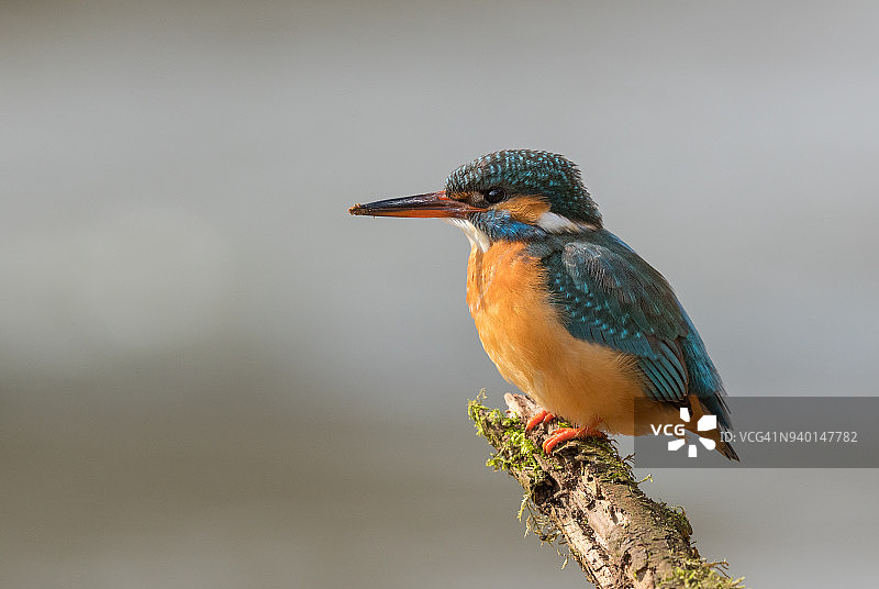 栖息在树枝上的普通翠鸟图片素材