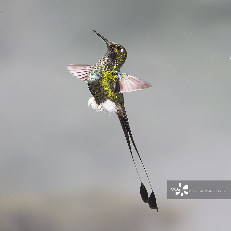 靴腿蜂鸟图片素材