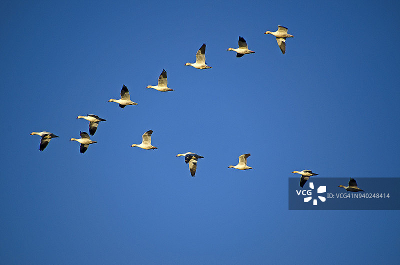 飞翔的雪雁图片素材