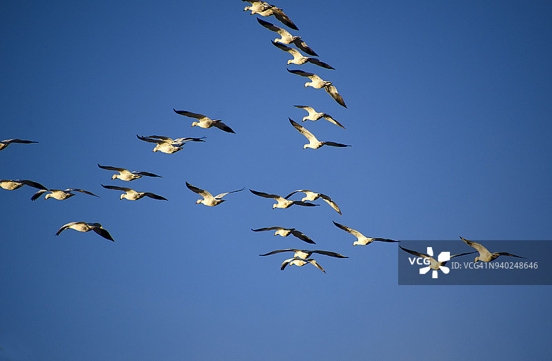 飞翔的雪雁图片素材