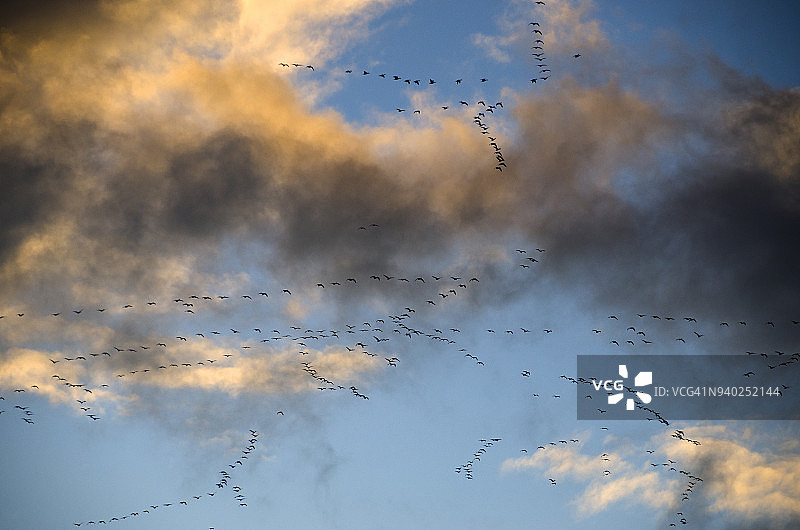 飞翔的雪雁图片素材