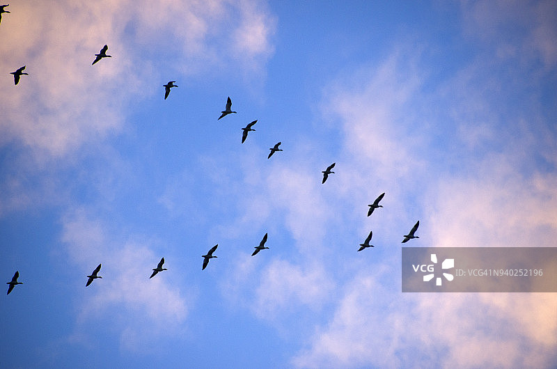 飞翔的雪雁图片素材