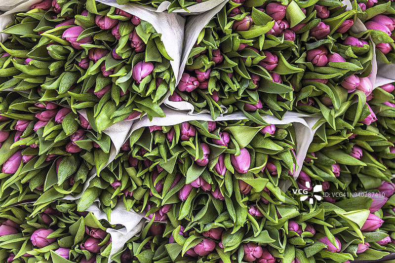 哥本哈根的粉色郁金香堆图片素材