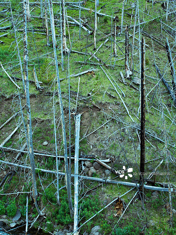 科罗拉多荒野地区的森林火灾过后景象图片素材