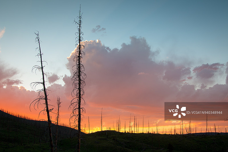 森林大火烧毁的树木在夕阳的天空下呈现剪影图片素材