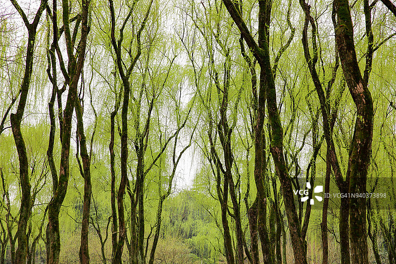 发芽的柳叶图片素材