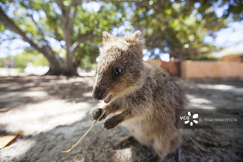 罗特尼斯岛上的短尾矮袋鼠，珀斯，西澳大利亚州，澳大利亚图片素材
