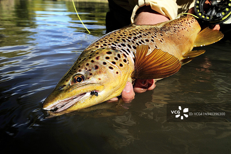美国宾夕法尼亚州捕获的褐鳟鱼图片素材