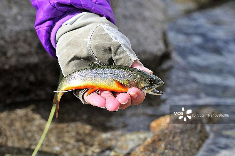 捕获的河鳟，西班牙图片素材