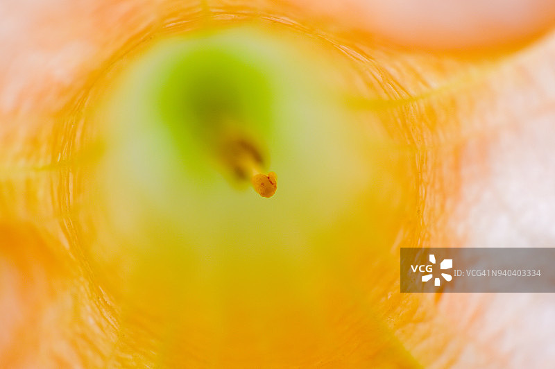 天使喇叭花的雌蕊图片素材