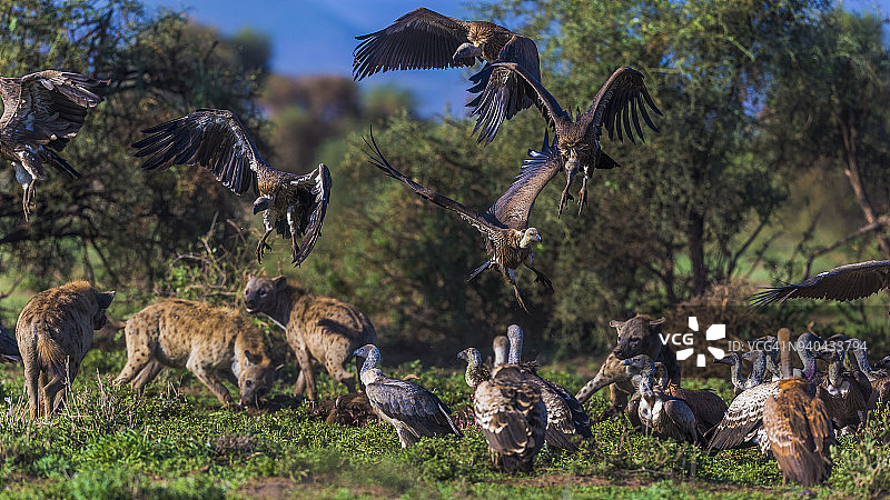 秃鹫和鬣狗在斑马尸体旁进食图片素材