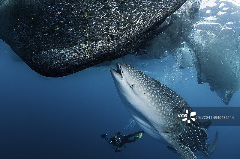 鲸鲨试图从漂浮的渔业平台上悬挂的渔网中觅食，位于印度尼西亚西巴布亚省的极乐鸟湾图片素材