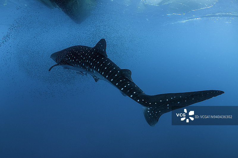 鲸鲨畅游在西巴布亚省真德拉瓦锡湾的鱼群中图片素材
