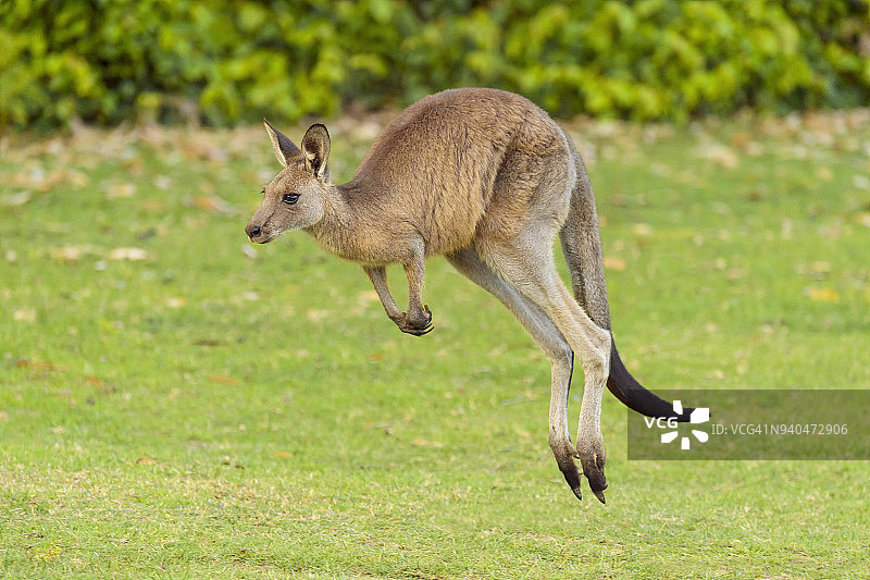 在澳大利亚新南威尔士州穆拉马朗国家公园跳跃的灰袋鼠（大袋鼠）图片素材