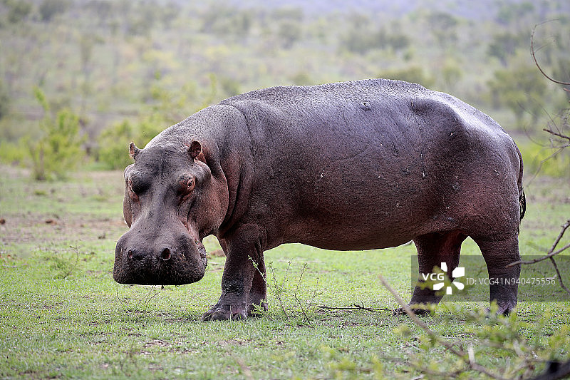 河马图片素材