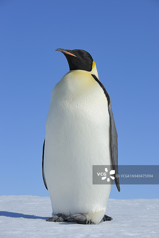 帝企鹅，成年企鹅，南极半岛雪丘岛，南极洲图片素材