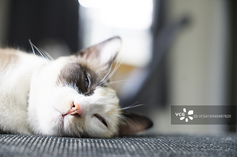 舒适卧室里的小暹罗猫图片素材