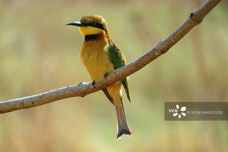 冈比亚科图树枝上栖息的小蜂虎图片素材
