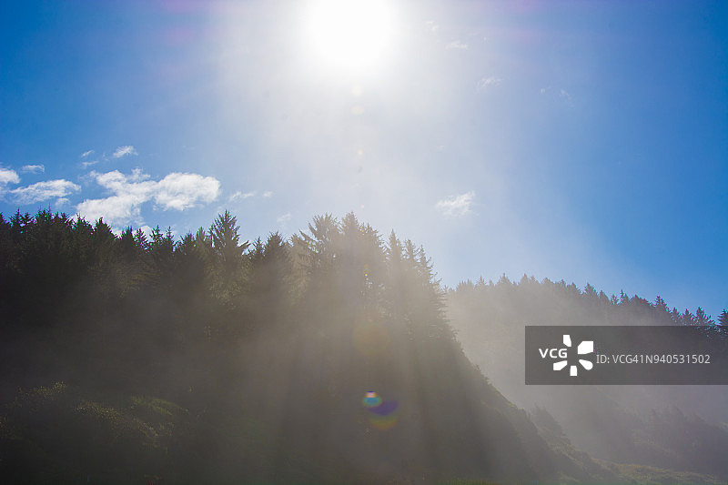 太平洋沿岸红杉林的雾天清晨图片素材