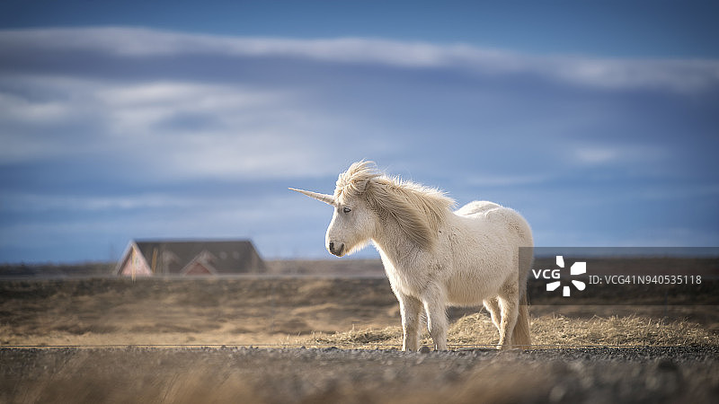 逼真的独角兽摄影图片素材