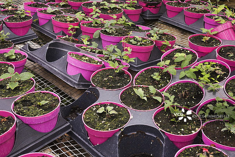 紫色塑料容器中生长的矮牵牛幼苗图片素材