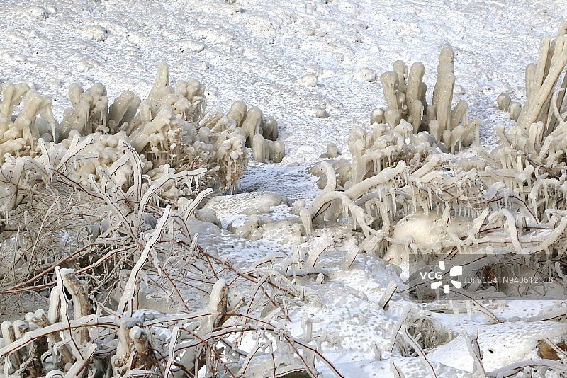 植物和茂盛树叶上的冰层图片素材