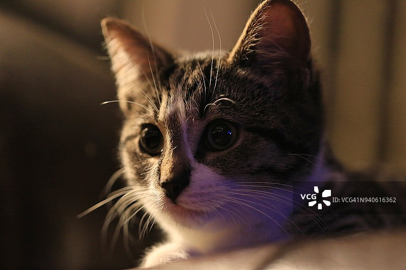 with a mackerel tabby/calico coat pattern (Felis catus)图片素材