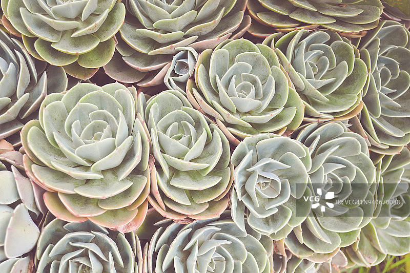 多肉植物全画幅照片图片素材